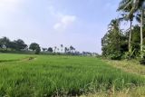 Pemprov Lampung minta petani percepat tanam padi untuk capaian produksi