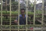 Warga memeriksa bibit tanaman cabai yang ditanam pada polibag dari limbah daun pisang di Kampung Pekijing, Taktakan, Kota Serang, Banten, Selasa (15/7/2025). Warga di kampung tersebut menanam sekitar 1.000 bibit tanaman cabai pada polibag dari limbah daun pisang sebagai upaya mengurangi sampah plastik sekali pakai, yang nantinya bibit-bibit itu akan dibagikan kepada seluruh warga untuk ditanam di pekarangan rumah. ANTARA FOTO/Angga Budhiyanto/gp