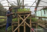 Warga memeriksa bibit tanaman cabai yang ditanam pada polibag dari limbah daun pisang di Kampung Pekijing, Taktakan, Kota Serang, Banten, Selasa (15/7/2025). Warga di kampung tersebut menanam sekitar 1.000 bibit tanaman cabai pada polibag dari limbah daun pisang sebagai upaya mengurangi sampah plastik sekali pakai, yang nantinya bibit-bibit itu akan dibagikan kepada seluruh warga untuk ditanam di pekarangan rumah. ANTARA FOTO/Angga Budhiyanto/gp