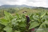Petani merawat tanaman tembakau di Desa Sukamanah, Kecamatan Bayongbong, Kabupaten Garut, Jawa Barat, Selasa (15/7/2025). Dinas Perindustrian dan Perdagangan Jawa Barat memproyeksikan Kabupaten Garut, berperan menjadi sentra tembakau sebesar 28 persen terhadap produktivitas industri tembakau di Indonesia dengan luas perkebunan komoditas produksi tembakau mencapai 4.105 hektare. ANTARA FOTO/Adeng Bustomi/agr
