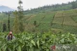 Petani merawat tanaman tembakau di Desa Sukamanah, Kecamatan Bayongbong, Kabupaten Garut, Jawa Barat, Selasa (15/7/2025). Dinas Perindustrian dan Perdagangan Jawa Barat memproyeksikan Kabupaten Garut, berperan menjadi sentra tembakau sebesar 28 persen terhadap produktivitas industri tembakau di Indonesia dengan luas perkebunan komoditas produksi tembakau mencapai 4.105 hektare. ANTARA FOTO/Adeng Bustomi/agr

