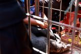 Beruang madu yang memasuki lahan pertanian Warga di Tanah Datar berhasil dilumpuhkan
