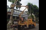 Perantingan pohon di Mataram digencarkan sebagai upaya mitigasi bencana