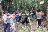 Riau BBKSDA rescues snared sun bear, issues warning