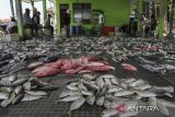 Pekerja menata ikan hasil tangkapan nelayan untuk dilelang di tempat pelelangan ikan (TPI) Lontar, Tirtayasa, Kabupaten Serang, Banten, Sabtu (19/7/2025). Kementerian Kelautan dan Perikanan mencatat realisasi investasi di sektor kelautan dan perikanan telah mencapai Rp2,38 triliun pada triwulan pertama 2025 yang terdiri dari Penanaman Modal Dalam Negeri (PMDN) sebesar Rp1,46 triliun serta Penanaman Modal Asing (PMA) sebesar Rp0,92 triliun. ANTARA FOTO/Angga Budhiyanto/gp