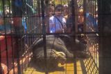 BKSDA Sumbar lepas liarkan beruang madu yang masuk ke permukiman warga