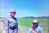 Pasaman Barat alokasikan 500 hektare optimalisasi lahan pertanian