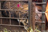 Dari 17 kejadian konflik satwa dengan manusia, 10 diantaranya libatkan harimau