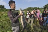 Warga mengambil gambar seorang warga yang berhasil menangkap ikan saat pelaksanaan tradisi bekarang atau menangkap ikan bersama menggunakan alat tangkap tradisional di lubuk larangan Lopak Sepang, Desa Tebat Patah, Muaro Jambi, Jambi, Minggu (20/7/2025). Desa Tebat Patah yang sebagian wilayahnya masuk dalam Kawasan Cagar Budaya Nasional (KCBN) Muarajambi secara turun temurun masih mempertahankan tradisi bekarang setiap tahunnya yang diikuti sekitar dua ratus warga dari beragam tingkatan usia. ANTARA FOTO/Wahdi Septiawan/foc.