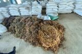 Budidaya rumput laut bisa jadi peluang sejahterakan warga pesisir di Kepri