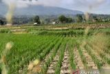 Kemarau panjang, masyarakat Agam gelar Shalat minta hujan