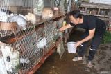 Peternak memberi minum kelinci hias dengan larutan mikro organisme di Akha Rabbit, Trajeng, Malang, Jawa Timur, Selasa (22/7/2025).  Peternak tersebut menerapkan inovasi berkelanjutan berbasis ramah lingkungan, antara lain dengan mencampurkan larutan mikro organisme ke dalam air minum kelinci, mengolah kotoran menjadi pupuk padat dan memanfaatkan urine sebagai pupuk cair sementara hasil budi daya berupa anakan maupun indukan kelinci dijual sebagai hewan peliharaan maupun satwa kontes melalui pasar digital dengan harga Rp200 ribu hingga Rp6 juta per ekor tergantung kualitas. ANTARA Jatim/Ari Bowo Sucipto/mas.