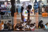 Petugas membawa kucing untuk di sterilisasi di Gedung PKK, Bandung, Jawa Barat, Selasa (22/7/2025). Dinas Ketahanan Pangan dan Pertanian (DKPP) Kota Bandung melakukan sterilisasi sebanyak 30 ekor kucing liar yang ditangkap di sekitar Kelurahan Babakansari sebagai salah satu upaya untuk mengontrol populasi kucing liar di Kota Bandung. ANTARA FOTO/Raisan Al Farisi/agr
