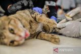 Dokter hewan menyuntikkan obat bius kepada seekor kucing sebelum dilakukan tindakan sterilisasi di Gedung PKK, Bandung, Jawa Barat, Selasa (22/7/2025). Dinas Ketahanan Pangan dan Pertanian (DKPP) Kota Bandung melakukan sterilisasi sebanyak 30 ekor kucing liar yang ditangkap di sekitar Kelurahan Babakansari sebagai salah satu upaya untuk mengontrol populasi kucing liar di Kota Bandung. ANTARA FOTO/Raisan Al Farisi/agr
