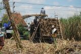 Buruh tani menaikkan tebu hasil panenan mereka ke atas truk di areal pertanian tebu rakyat Desa Bangoan, Tulungagung, Jawa Timur, Selasa (22/7/2025). Panen tebu rakyat ini mendukung target produksi regional Jawa Timur sebesar 18,77 juta ton tebu tergiling selama musim giling 2025, atau setara 1,46 juta ton gula putih dengan rata-rata rendemen tebu ~7,76 persen. ANTARA Jatim/Destyan Sujarwoko/mas.