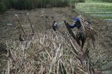 Buruh tani menaikkan tebu hasil panenan mereka ke atas truk di areal pertanian tebu rakyat Desa Bangoan, Tulungagung, Jawa Timur, Selasa (22/7/2025). Panen tebu rakyat ini mendukung target produksi regional Jawa Timur sebesar 18,77 juta ton tebu tergiling selama musim giling 2025, atau setara 1,46 juta ton gula putih dengan rata-rata rendemen tebu ~7,76 persen. ANTARA Jatim/Destyan Sujarwoko/mas.