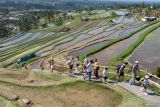 Wisatawan mancanegara berkeliling persawahan saat berkunjung di Desa Wisata Jatiluwih, Tabanan, Bali, Minggu (20/7/2025). Kementerian Pariwisata pada periode Januari-Mei 2025 mencatat kunjungan wisatawan mancanegara ke Indonesia sebanyak 5,63 juta orang yaitu lebih tinggi dibandingkan perjalanan wisatawan Indonesia ke luar negeri sebanyak 3,84 juta orang. ANTARA FOTO/Nyoman Hendra Wibowo/wsj.