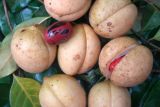 Tidore nutmeg gets communal intellectual property status