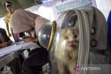 Warga mendaftarkan kucing peliharaannya untuk mendapat vaksin rabies gratis di Alun-alun Indramayu, Jawa Barat, Rabu (23/7/2025). Dinas Ketahanan Pangan dan Pertanian (DKPP) Kabupaten Indramayu menggelar vaksinasi rabies gratis bagi hewan peliharaan untuk mencegah penyebaran rabies pada hewan peliharaan, dan mengurangi risiko penularannya ke manusia serta memberikan edukasi kepada masyarakat pentingnya menjaga kesehatan hewan peliharaan. ANTARA FOTO/Dedhez Anggara/agr