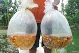 Pembudidaya memanen ikan hias jenis GloFish di kolam budi daya Podorejo, Tulungagung, Jawa Timur, Kamis (24/7/2025). Kendati harga jual ikan hias ini cenderung turun (sempat mencapai Rp40 ribu/ekor pada 2020, lalu Rp3.500/ekor pada 2022, dan kini tinggal Rp350/ekor), ikan hias GloFish masih diminati petani sebagai komoditas alternatif dibanding ikan konsumsi karena perawatannya lebih mudah, masa panen lebih cepat (dua bulan), risiko rendah dan potensi keuntungan cukup tingggi tinggi. ANTARA Jatim/Destyan Sujarwoko/mas.