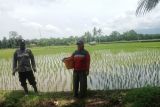 Pasaman Barat cerahkan petani tanam padi tiga kali setahun