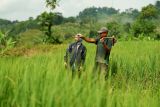 BRI salurkan KUR Rp83,38 triliun hingga akhir triwulan II 2025