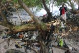 Seorang aktivis lingkungan memungut sampah di kawasan hutan mangrove Wonorejo, Surabaya, Jawa Timur, Sabtu (26/7/2025). Aksi untuk memperingati Hari Mangrove Sedunia itu dilakukan oleh komunitas Marapaima dan Ecoton dengan membersihkan kawasan hutan mangrove di pesisir timur Surabaya dari sampah terutama sampah plastik. Antara Jatim/Didik Suhartono/um