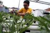 Pemuda karang taruna berusia 27 tahun atau generasi Z membuat konten tentang kebun hidroponik di Kelurahan Kalirejo, Lawang, Malang, Jawa Timur, Sabtu (26/7/2025). Warga setempat membentuk Kampung Hidroponik yakni dengan  memanfaatkan pekarangan maupun lahan tak terpakai sebagai kebun sayur dengan melibatkan ibu-ibu serta pemuda karang taruna yang sebagian besar berusia 13 hingga 28 tahun atau generasi Z guna mendorong ketahanan pangan keluarga sekaligus meningkatkan kesadaran akan pertanian ramah lingkungan di kawasan padat penduduk. Antara Jatim/Ari Bowo Sucipto/um
