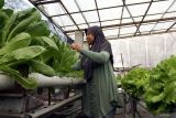 Warga memeriksa sayur kale yang ditanam di kebun hidroponik di Kelurahan Kalirejo, Lawang, Malang, Jawa Timur, Sabtu (26/7/2025). Warga setempat membentuk Kampung Hidroponik yakni dengan  memanfaatkan pekarangan maupun lahan tak terpakai sebagai kebun sayur dengan melibatkan ibu-ibu serta pemuda karang taruna yang sebagian besar berusia 13 hingga 28 tahun atau generasi Z guna mendorong ketahanan pangan keluarga sekaligus meningkatkan kesadaran akan pertanian ramah lingkungan di kawasan padat penduduk. Antara Jatim/Ari Bowo Sucipto/um