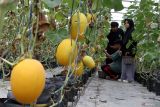 Pengunjung memetik melon jenis sweet lavender di kebun wisata petik melon hidroponik Puspa Agraria, Bedali, Lawang, Jawa Timur, Sabtu (26/7/2025). Kebun seluas 450 meter persegi hasil kerja sama BUMDes Puspa Nagari dan pemuda Karang Taruna tersebut sejak didirikan 1,5 tahun silam mampu menjadi sarana pemberdayaan ekonomi masyarakat setempat dengan rata-rata jumlah kunjungan wisatawan sebanyak 50 hingga 100 orang per hari dan produksi buah melon mencapai 9 kwintal sekali panen yang dijual dengan harga Rp30 ribu per kilogram. Antara Jatim/Ari Bowo Sucipto/um