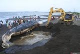 Petugas menggunakan alat berat mengubur bangkai Paus Sperma (Physeter macrocephalus) yang mati terdampar di Pantai Desa Sletreng, Kapongan, Situbondo, Jawa Timur, Minggu (27/7/2025). Sejumlah petugas dan relawan mengubur paus tersebut di tepi pantai karena telah membusuk. Antara Jatim/Seno/um 