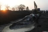 Petugas menggunakan alat berat mengubur bangkai Paus Sperma (Physeter macrocephalus) yang mati terdampar di Pantai Desa Sletreng, Kapongan, Situbondo, Jawa Timur, Minggu (27/7/2025). Sejumlah petugas dan relawan mengubur paus tersebut di tepi pantai karena telah membusuk. Antara Jatim/Seno/um