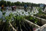 Kemenko: PP Ekosistem Mangrove jadi panduan ketahanan pangan nasional