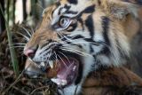 Mahasiswa ISI raih gelar magister seni dengan tesis Mitos Inyiak Balang dalam Karya Fotografi Dokumenter