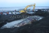 Petugas menggunakan alat berat mengubur bangkai paus sperma (Physeter macrocephalus) yang mati dan terdampar di pantai Desa Sletreng, Kapongan, Situbondo, Jawa Timur, Minggu (27/7/2025). Petugas dan relawan mengubur bangkai paus tersebut di tepi pantai karena telah membusuk. ANTARA FOTO/Seno/tom.