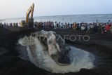 Petugas menggunakan alat berat mengubur bangkai paus sperma (Physeter macrocephalus) yang mati dan terdampar di pantai Desa Sletreng, Kapongan, Situbondo, Jawa Timur, Minggu (27/7/2025). Petugas dan relawan mengubur bangkai paus tersebut di tepi pantai karena telah membusuk. ANTARA FOTO/Seno/tom.