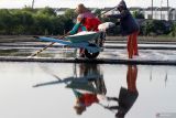 Petani memanen garam di Sedati, Sidoarjo, Jawa Timur, Selasa (29/7/2025). Petani tambak garam di kawasan tersebut mulai bisa menghasilkan garam yang dijual Rp50 ribu hingga Rp60 ribu per karung. Antara Jatim/Umarul Faruq