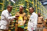 Wali Kota Bogor Dedie Rachim (tengah) bersama Kepala Kantor Cabang Bulog Dramaga Ilhamsyah (kedua kanan) mengecek beras Stabilisasi Pasokan dan Harga Pangan (SPHP) saat kunjungan ke komplek pergudangan Bulog, Dramaga, Kabupaten Bogor, Jawa Barat, Senin (28/7/2025). Kunjungan tersebut dilakukan untuk memastikan ketersediaan stok pangan khususnya beras guna mendukung program bantuan pangan bagi masyarakat Kota Bogor yang jumlahnya sekitar 800 ton yang sudah mulai disalurkan dan ditargetkan rampung pada pertengahan Agustus 2025. ANTARA Megapolitan/Arif Firmansyah.