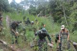 Tanaman ganja di lahan tiga hektare dimusnahkan