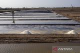 Petambak memanen garam di areal tambak desa Luwunggesik, Kecamatan Krangkeng, Indramayu, Jawa Barat, Rabu (30/7/2025). Memasuki musim kemarau, petambak setempat mulai menggarap lahan garam meski kondisi cuaca masih tidak menentu yang berdampak pada masa produksi garam jadi lebih pendek dibanding tahun lalu. ANTARA FOTO/Dedhez Anggara/agr