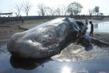 Paus terdampar di Situbondo. Sejumlah warga melihat bangkai Paus Sperma (Physeter macrocephalus) yang terdampar di Pantai Desa Sletreng, Kecamatan Kapongan, Situbondo, Jawa Timur, Sabtu (26/7/2025). Paus Spema dengan panjang sekitar 20 meter tersebut ditemukan terdampar pada Jumat (25/7) pukul 05.00 Wib dengan kondisi mati dan membusuk. Antara Jatim/Seno/um