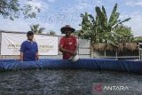 Pekerja memberi pakan ikan lele di kolam budi daya bioflok mitra binaan Koperasi Kelurahan Merah Putih (KKMP) Kotabumi, Kecamatan Purwakarta, Kota Cilegon, Banten, Kamis (31/7/2025). Pemerintah menerbitkan peraturan baru tentang tata cara pinjaman untuk mendanai Koperasi Desa/Kelurahan Merah Putih sebagaimana tertuang dalam Peraturan Menteri Keuangan (PMK) Nomor 49 Tahun 2025 tentang Tata Cara Pinjaman dalam Rangka Pendanaan Koperasi Desa/Kelurahan Merah Putih, di mana melalui peraturan itu Koperasi Merah Putih bisa mengakses pinjaman hingga Rp3 miliar dari bank himbara dengan bunga tetap sebesar enam persen per tahun, tenor enam tahun, dan masa tenggang enam hingga delapan bulan. ANTARA FOTO/Angga Budhiyanto/gp