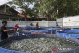 Pekerja memberi pakan ikan lele di kolam budi daya bioflok mitra binaan Koperasi Kelurahan Merah Putih (KKMP) Kotabumi, Kecamatan Purwakarta, Kota Cilegon, Banten, Kamis (31/7/2025). Pemerintah menerbitkan peraturan baru tentang tata cara pinjaman untuk mendanai Koperasi Desa/Kelurahan Merah Putih sebagaimana tertuang dalam Peraturan Menteri Keuangan (PMK) Nomor 49 Tahun 2025 tentang Tata Cara Pinjaman dalam Rangka Pendanaan Koperasi Desa/Kelurahan Merah Putih, di mana melalui peraturan itu Koperasi Merah Putih bisa mengakses pinjaman hingga Rp3 miliar dari bank himbara dengan bunga tetap sebesar enam persen per tahun, tenor enam tahun, dan masa tenggang enam hingga delapan bulan. ANTARA FOTO/Angga Budhiyanto/gp