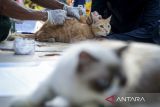 Petugas menyuntikkan vaksin rabies ke seekor kucing di Cibodas, Kota Tangerang, Banten, Kamis (31/7/2025). Kegiatan pemeriksaan kesehatan dan vaksinasi rabies gratis tersebut untuk mencegah penyebaran rabies pada hewan peliharaan dan mengurangi risiko penularannya kepada manusia guna mengejar target Indonesia bebas rabies 2030. ANTARA FOTO/Putra M. Akbar/gp