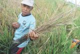 Petani menunjukkan segenggam batang padi yang sudah mati kering dampak serangan hama wereng coklat (nilaparvata lugens) di lahan pertanian Desa Baruharjo, Trenggalek, Jawa Timur, Jumat (1/8/2025). Hama wereng coklat dilaporkan menyerang lebih dari 400 hektare tanaman padi di sawah-sawah perbatasan Trenggalek dan Tulungagung, sehingga menyebabkan petani terancam merugi akibat gagal panen. ANTARA Jatim/Destyan Sujarwoko/mas.