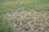 Petani menyemprotkan pestisida ke tanaman padi yang sebagian telah mati kering dampak serangan hama wereng coklat (nilaparvata lugens) di lahan pertanian Desa Baruharjo, Trenggalek, Jawa Timur, Jumat (1/8/2025). Hama wereng coklat dilaporkan menyerang lebih dari 400 hektare tanaman padi di sawah-sawah perbatasan Trenggalek dan Tulungagung, sehingga menyebabkan petani terancam merugi akibat gagal panen. ANTARA Jatim/Destyan Sujarwoko/mas.