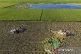 Foto udara petani memanen padi di Desa Pabean Udik, Indramayu, Jawa Barat, Jumat (1/8//2025). Badan Pusat Statistik (BPS) memperkirakan produksi beras sepanjang Januari hingga September 2025 mencapai 28,24 juta ton dengan acuan pada hasil amatan survei kerangka sampel area (KSA) Juni 2025. ANTARA FOTO/Dedhez Anggara/agr