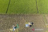 Foto udara petani memanen padi di Desa Pabean Udik, Indramayu, Jawa Barat, Jumat (1/8//2025). Badan Pusat Statistik (BPS) memperkirakan produksi beras sepanjang Januari hingga September 2025 mencapai 28,24 juta ton dengan acuan pada hasil amatan survei kerangka sampel area (KSA) Juni 2025. ANTARA FOTO/Dedhez Anggara/agr