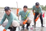Kepala Biro Perum LKBN Antara Babel Joko Susilo saat melakukan penanaman  bibit mangrove di Pantai Penyak Kabupaten Bangka Tengah pada Jumat (1/8/2025). Penanaman 10.000 mangrove tersebut adalah bagian dari transformasi PLN menuju energi yang lebih hijau. Acara yang bertema 
