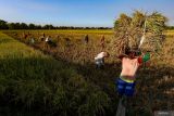 Sejumlah petani memanen padi di Patianrowo, Nganjuk, Jawa Timur, Jumat (1/8/2025). Badan Pusat Statistik (BPS) mencatat pada Juni 2025, luas panen padi Indonesia mencapai 0,79 juta hektare dengan produksi padi diperkirakan sebanyak 3,96 juta ton gabah kering giling (GKG) yang jika dikonversikan menjadi beras diperkirakan mencapai sekitar 2,28 juta ton beras untuk dikonsumsi pangan penduduk. ANTARA Jatim/Muhammad Mada/mas.
